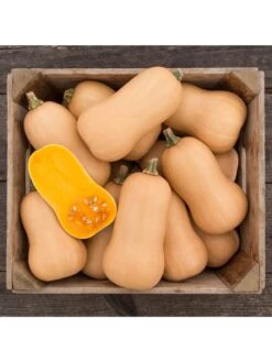 Brulee Butternut Squash Organic Seeds -Grow Essentials Sales 8599867 01v