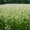 Common Buckwheat Organic Seeds -Grow Essentials Sales 8599871 02v common buckwheat organic seeds