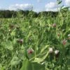 Field Peas, Oats And Vetch Mix Organic Seeds 2 Field Peas, Oats And Vetch Mix Organic Seeds -Grow Essentials Sales 8599874 01V tif