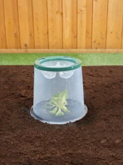 Sunny Forcing Cloches, Set Of 3 -Grow Essentials Sales 8600075 02V tif