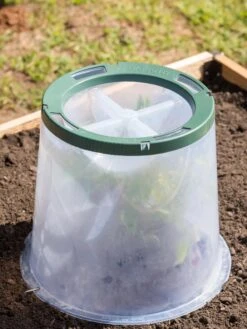 Sunny Forcing Cloches, Set Of 3 -Grow Essentials Sales 8600075 0734 tif