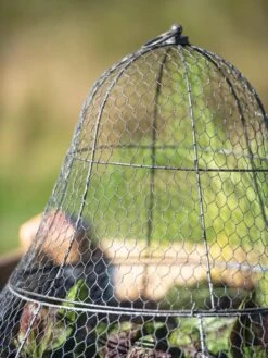 Chicken Wire Cloche With Extension 24 Chicken Wire Cloche With Extension -Grow Essentials Sales 8600116 0607 tif