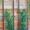 Ina Modern Wall Trellis Sr. 1 Ina Modern Wall Trellis Sr. -Grow Essentials Sales 8600510 05V tif
