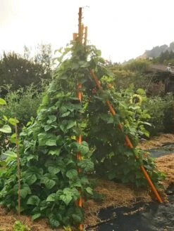 Annabel Tipi Trellis -Grow Essentials Sales 8600521 02V tif