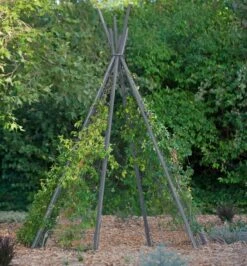 Annabel Tipi Trellis -Grow Essentials Sales 8600521 07V jpg