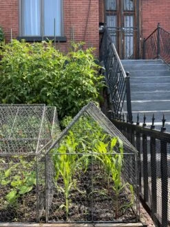 Chicken Wire Crop Coop -Grow Essentials Sales 8609080 02CUST tif