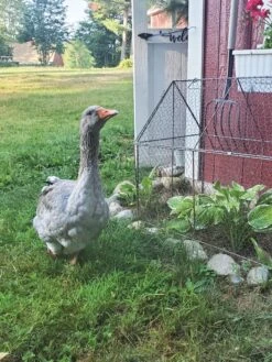 Chicken Wire Crop Coop -Grow Essentials Sales 8609080 02IN tif