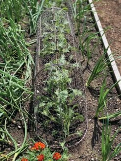 Chicken Wire Row Cloche Expandable Extra Large 3N1 -Grow Essentials Sales 8609412 5903 tif