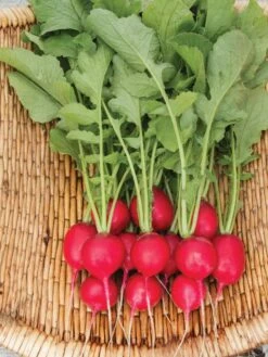 Family Garden Organic Seed Collection, Set Of 7 -Grow Essentials Sales 8610262 Cherry Belle Radish 06V tif
