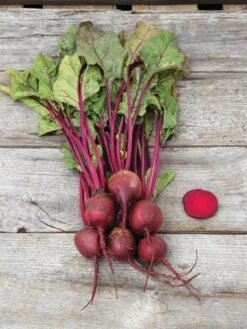 Family Garden Organic Seed Collection, Set Of 7 -Grow Essentials Sales 8610262 Detroit Dark Red Beet 03V tif
