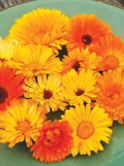 Family Garden Organic Seed Collection, Set Of 7 -Grow Essentials Sales 8610262 Pacific Beauty Calendula 07V tif