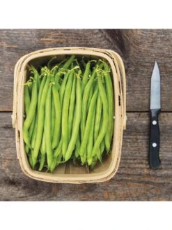 Antigua Bush Bean Organic Seeds 7 Antigua Bush Bean Organic Seeds -Grow Essentials Sales 8610262 antigua bean 8 15 18 05v