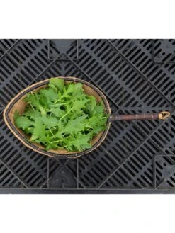 Silk Road Garden Organic Seed Collection, Set Of 6 -Grow Essentials Sales 8610264 mizuna babyleaf 01v