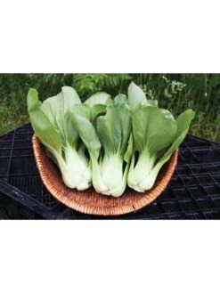 Silk Road Garden Organic Seed Collection, Set Of 6 -Grow Essentials Sales 8610264 shanghai green pac choy 05v