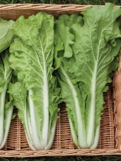 Silk Road Garden Organic Seed Collection, Set Of 6 -Grow Essentials Sales 8610264 tokyo bekana 02v