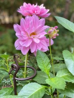 Arden Single Stem Supports, Set Of 2 -Grow Essentials Sales 8610375 5703 tif