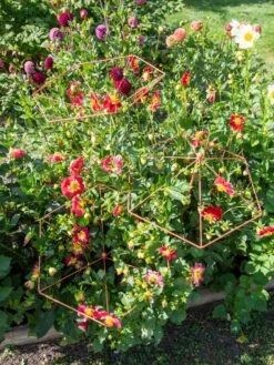 Parasol Plant Supports, Set Of 3 -Grow Essentials Sales 8611129 050 tif