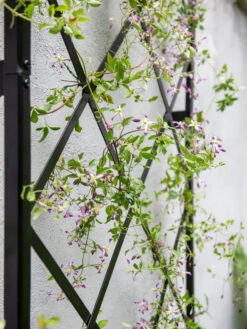 Lattice Gable Wall Trellis -Grow Essentials Sales 8611130 011