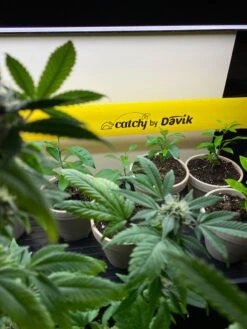 Catchy Natural Greenhouse Pest Protection Sticky Roll, 30’ -Grow Essentials Sales 8611979 8004