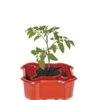 Deluxe Tomato Halos, Set Of 2 -Grow Essentials Sales 8612045 2009 tif