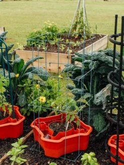 Deluxe Tomato Halos, Set Of 2 -Grow Essentials Sales 8612045 226 tif