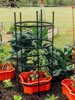 Deluxe Tomato Halos, Set Of 2 -Grow Essentials Sales 8612045 228 tif