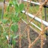 Coco Trellis Netting, 4' X 15' -Grow Essentials Sales 8612050 1124 tif