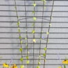 Flock Of Friends Wall Trellis -Grow Essentials Sales 8612636 0029 flock of friends wall trellis