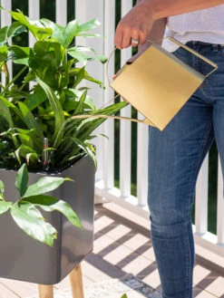 Precision Brass Watering Can -Grow Essentials Sales 8612691 0011