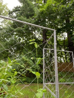 Chicken Wire Pea Trellis -Grow Essentials Sales 8612718 7302