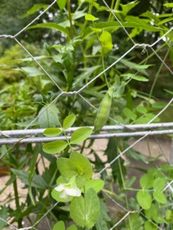 Chicken Wire Pea Trellis -Grow Essentials Sales 8612718 7307