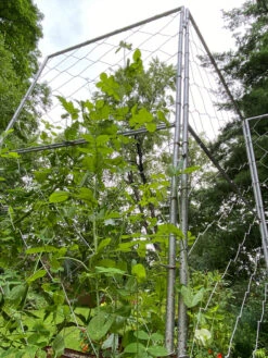Chicken Wire Pea Trellis -Grow Essentials Sales 8612718 7308