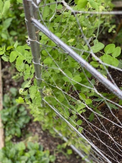 Chicken Wire Pea Trellis -Grow Essentials Sales 8612718 7312