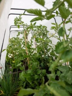 Cotton All Purpose Garden Cover 10 Cotton All Purpose Garden Cover -Grow Essentials Sales 8612815 0039 tif