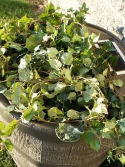 Round Rain Barrel With Planter, 35 Gallons -Grow Essentials Sales 8612856WALNT 03V tif