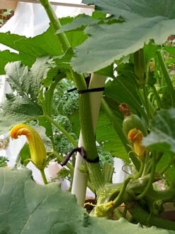 Farmyarn® Multipurpose Garden Tie, 2 Pack 17 Farmyarn® Multipurpose Garden Tie, 2 Pack -Grow Essentials Sales 8612948 01v