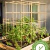 Tomato Six Pack Support 1 Tomato Six Pack Support -Grow Essentials Sales 8613143 23