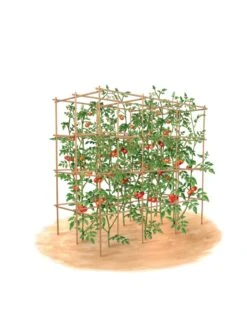 Tomato Six Pack Support -Grow Essentials Sales 8613143 art flat