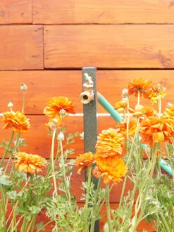 Grow Essentials Sales -Grow Essentials Sales 8613160 01v