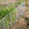 Chicken Wire Critter Fence, 16" High -Grow Essentials Sales 8613249 0368 chicken wire critter fence 16 inches high