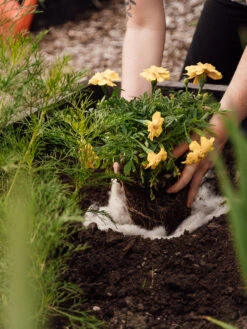 Hortiwool ®, 5 Pad Pack -Grow Essentials Sales 8613263 12v