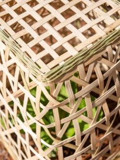 Bamboo Cloche, Set Of 2 -Grow Essentials Sales 8613351 0154