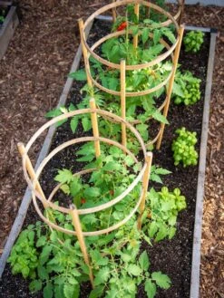 Bamboo Tomato Cages, Set Of 3 -Grow Essentials Sales 8613426 6916
