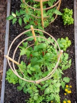Bamboo Tomato Cages, Set Of 3 -Grow Essentials Sales 8613426 6921