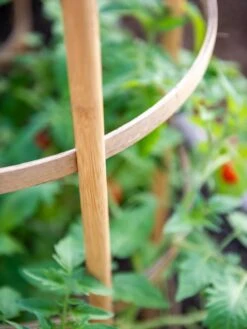 Bamboo Tomato Cages, Set Of 3 -Grow Essentials Sales 8613426 6924