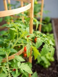 Bamboo Tomato Cages, Set Of 3 -Grow Essentials Sales 8613426 6934