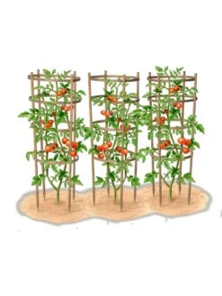 Bamboo Tomato Cages, Set Of 3 -Grow Essentials Sales 8613426 art