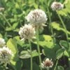 White Clover Seed, 1/2 Lb. -Grow Essentials Sales GS35957 01K