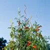 Rainbow Spiral Supports, Set Of 5 -Grow Essentials Sales GS36377 01 tif