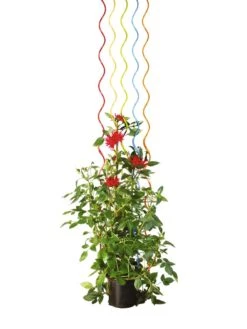 Rainbow Spiral Supports, Set Of 5 -Grow Essentials Sales GS36377 03S tif